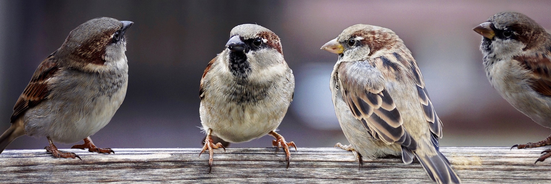 sparrows-g870d367cb_1920